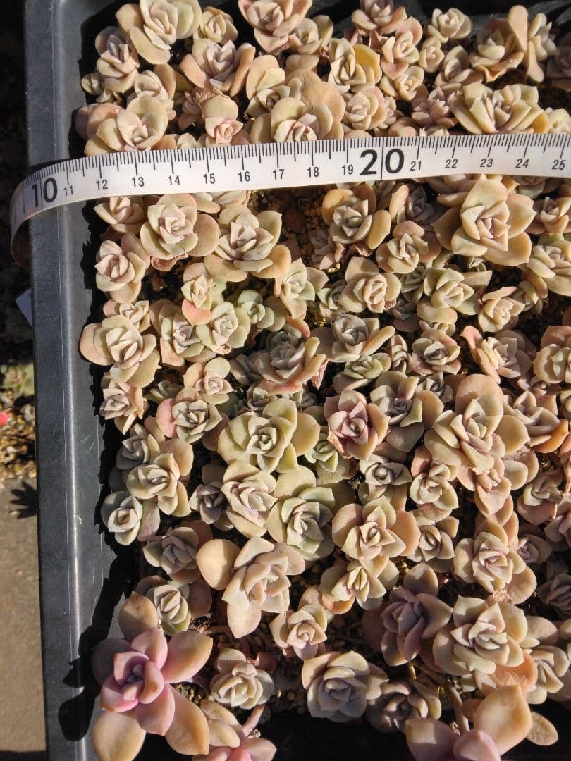 ラブリーローズピンク約150カット苗（とても小さな苗あり、ラブリーローズ苗のみ）