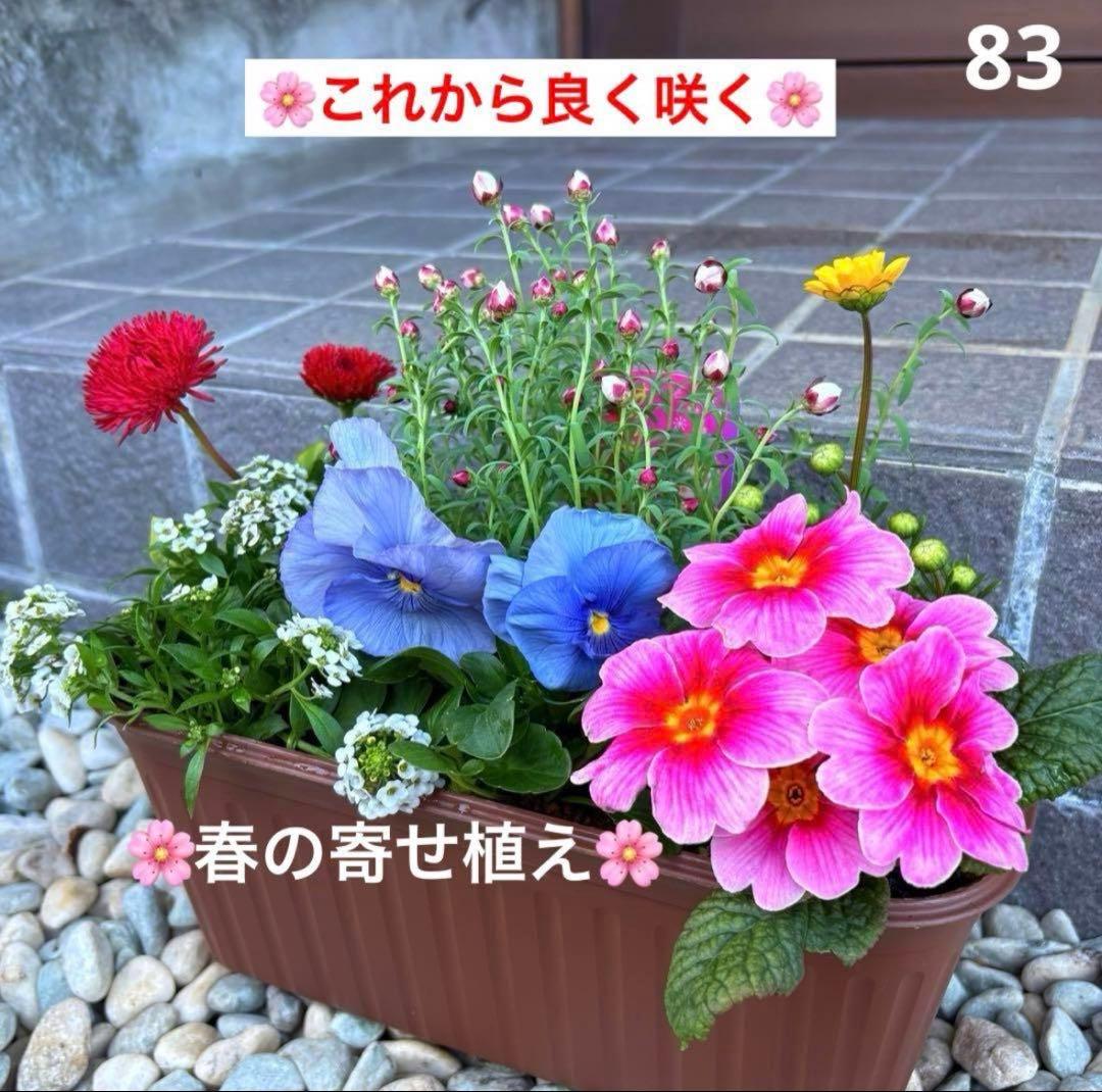 8345☆長く楽しむ☆同鉢で３鉢セット☆お得です❣️