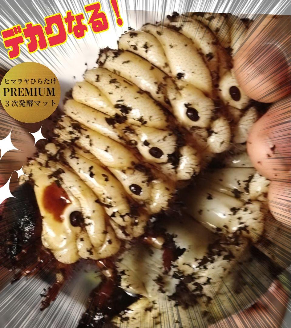 プレミアム3次発酵カブトムシマット　100リットル　ヘラクレス181ミリ羽化実績