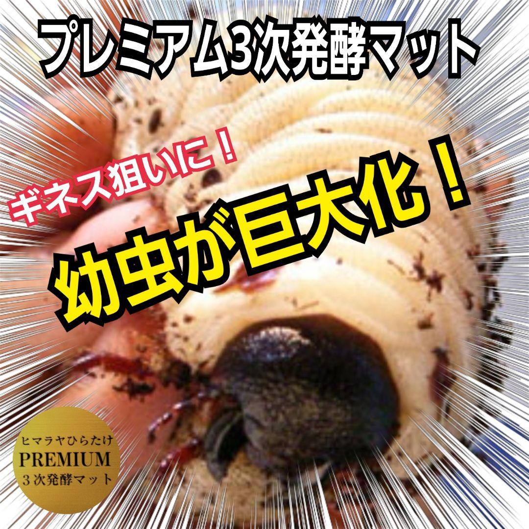 プレミアム3次発酵カブトムシマット　100リットル　ヘラクレス181ミリ羽化実績