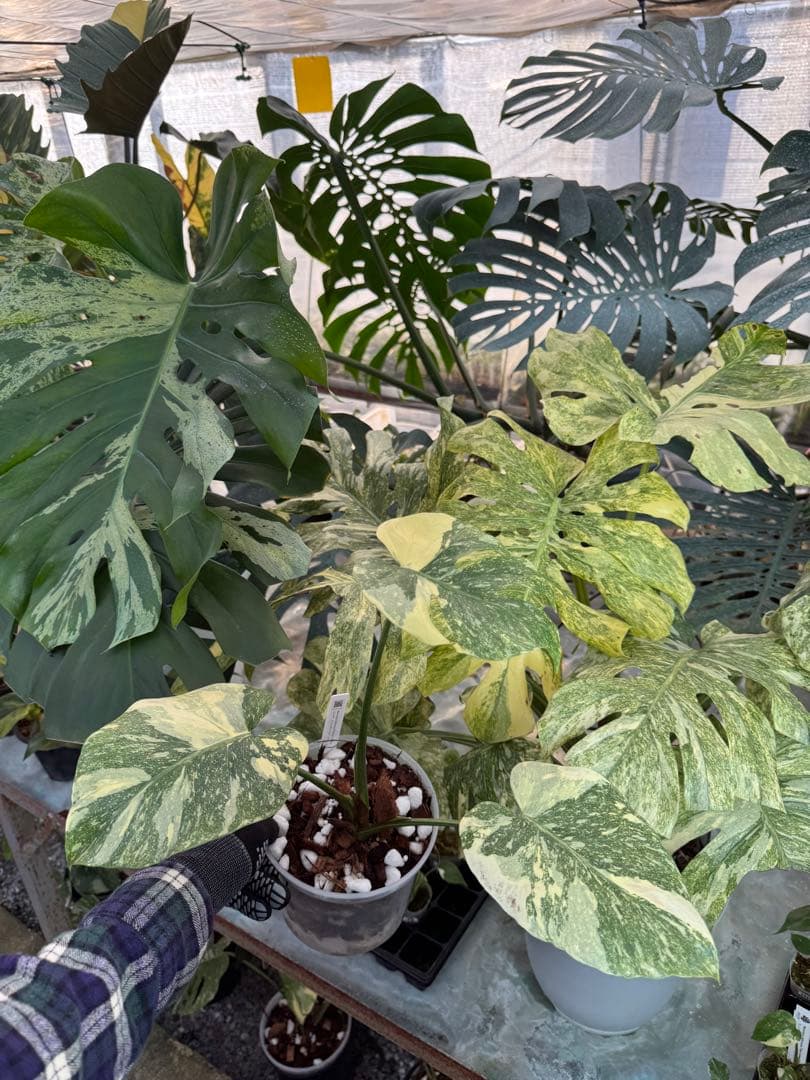 3モンステラ　レガシー　健康カット苗