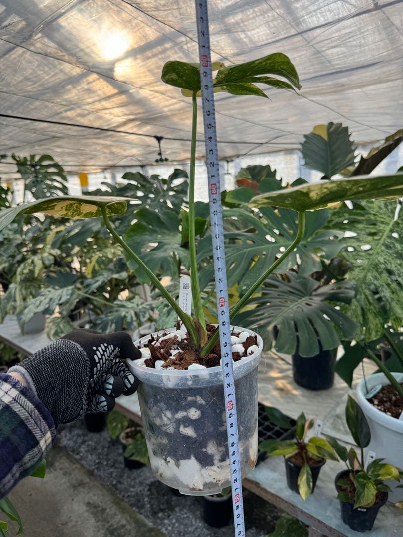 3モンステラ　レガシー　健康カット苗