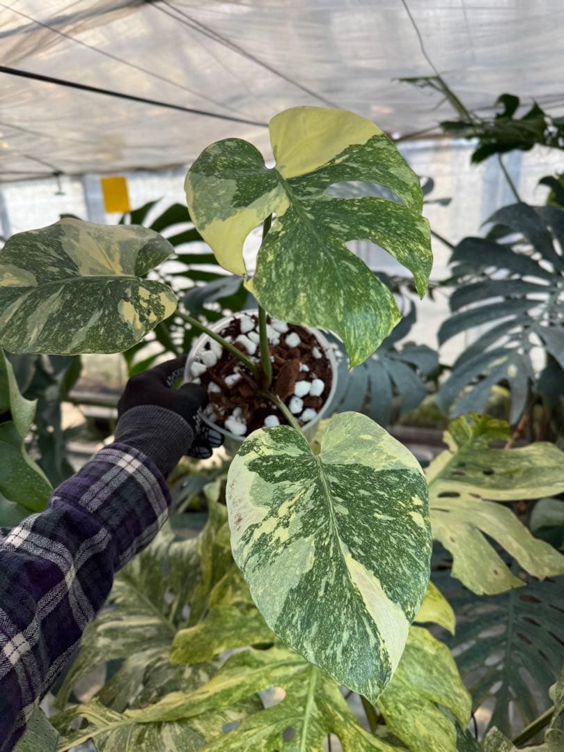 3モンステラ　レガシー　健康カット苗
