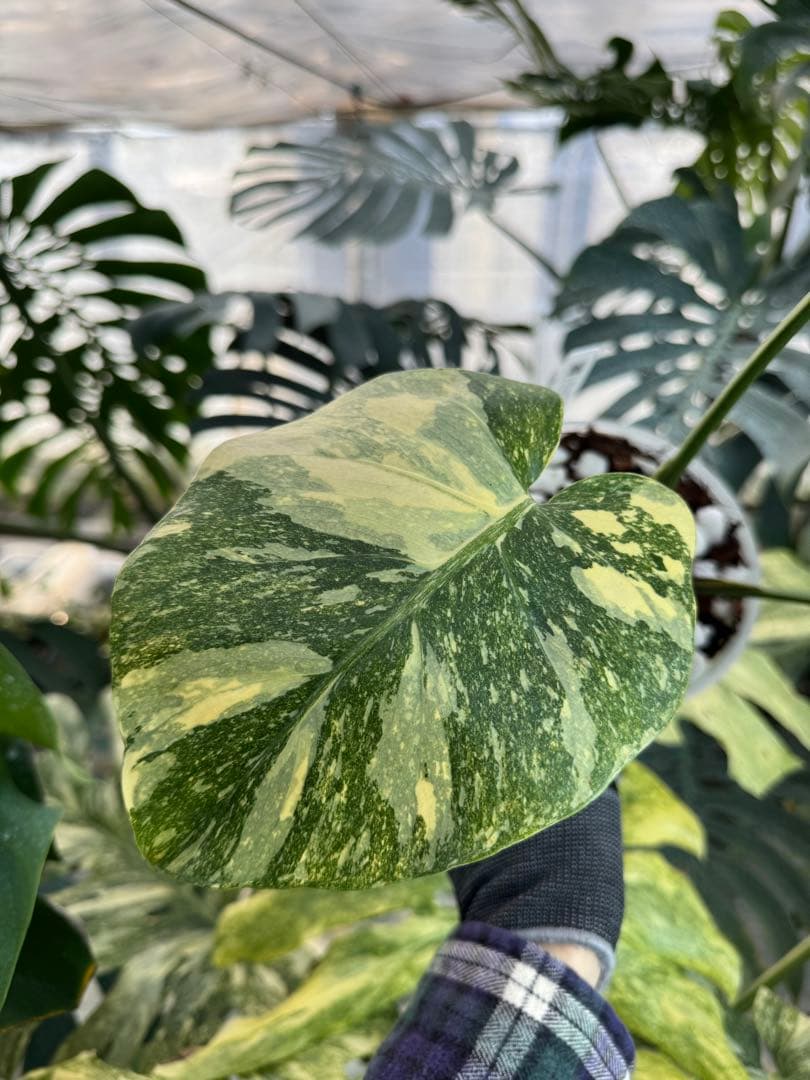 3モンステラ　レガシー　健康カット苗