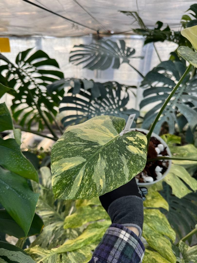 3モンステラ　レガシー　健康カット苗