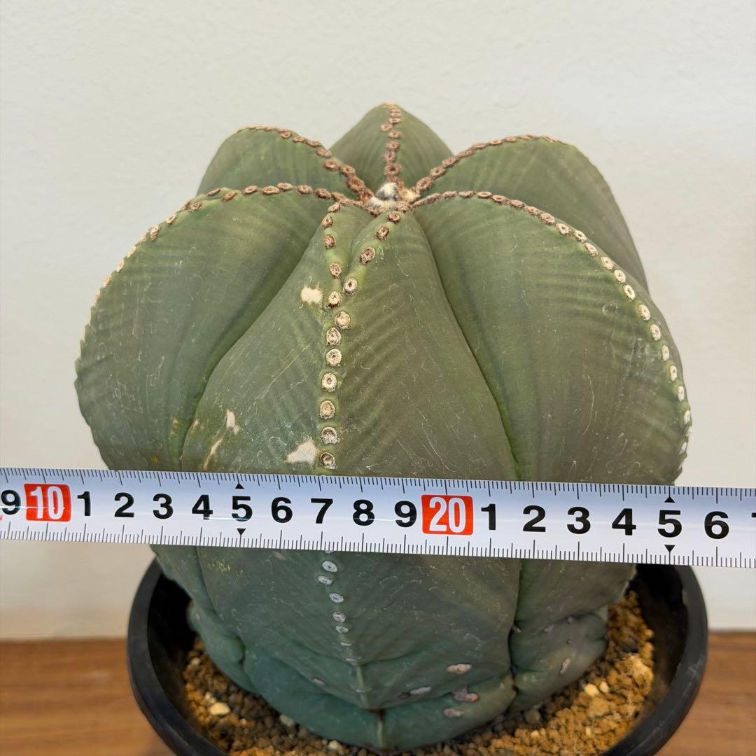 【大型】【美株】アストロフィツム 碧瑠璃鸞鳳玉 国内実生 塊根植物 サボテン