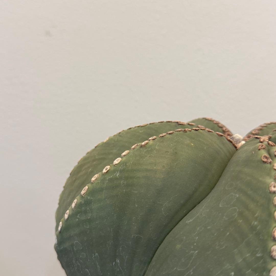 【大型】【美株】アストロフィツム 碧瑠璃鸞鳳玉 国内実生 塊根植物 サボテン