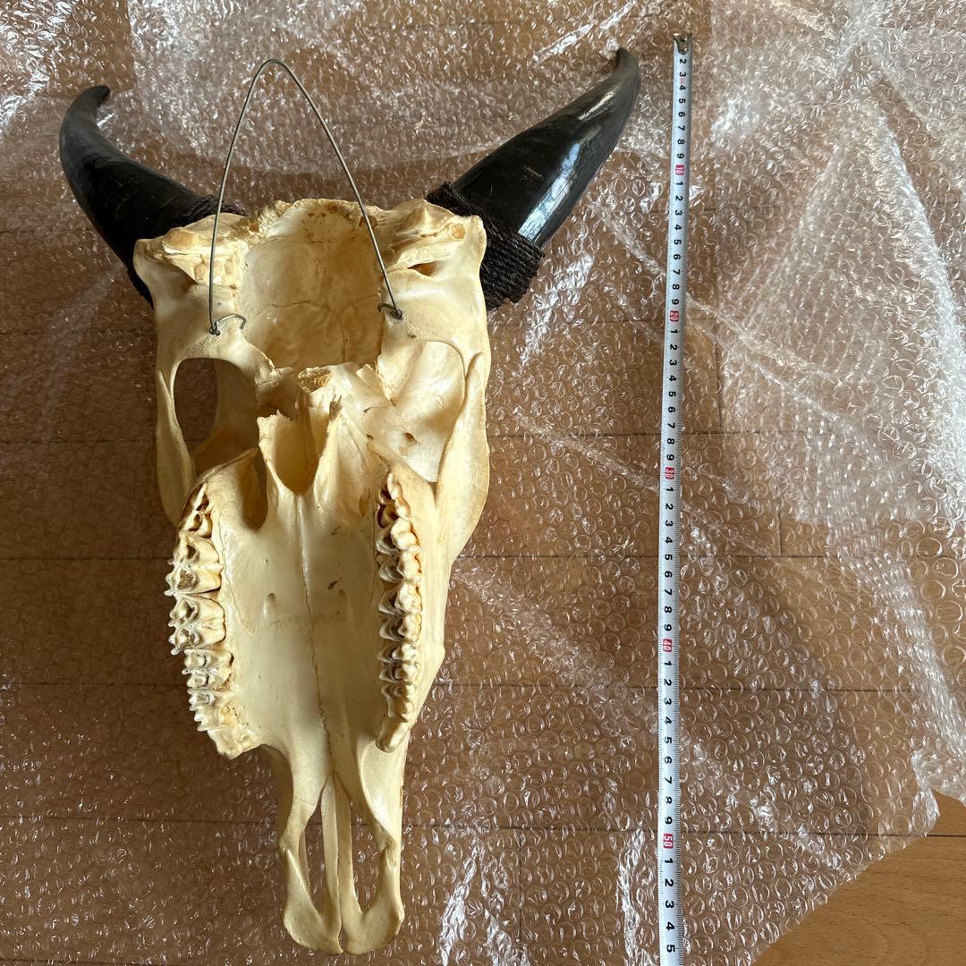 値下げしました！バッファロースカル　牛頭蓋骨　壁掛け彫像　カウボーイ　アメカジ