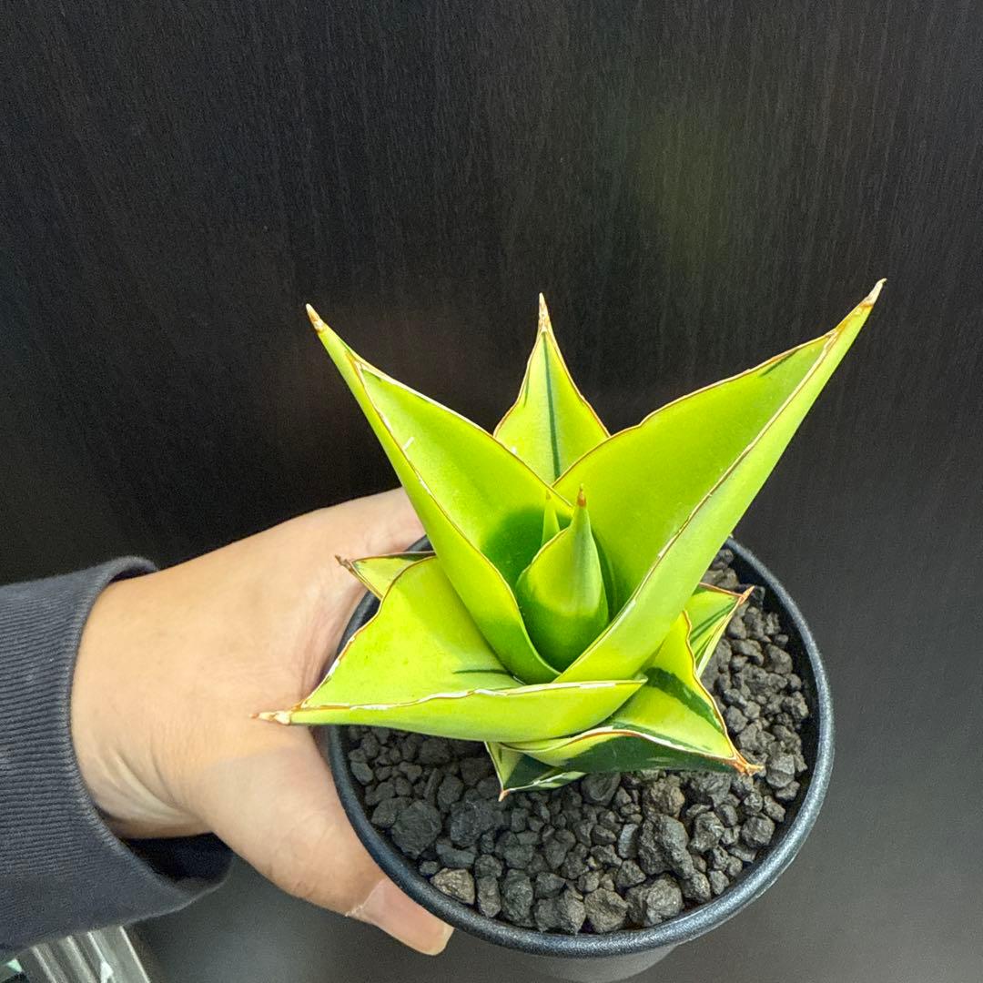 a*n様 (希少) サンスベリア　タワーバリエガータ　斑入り