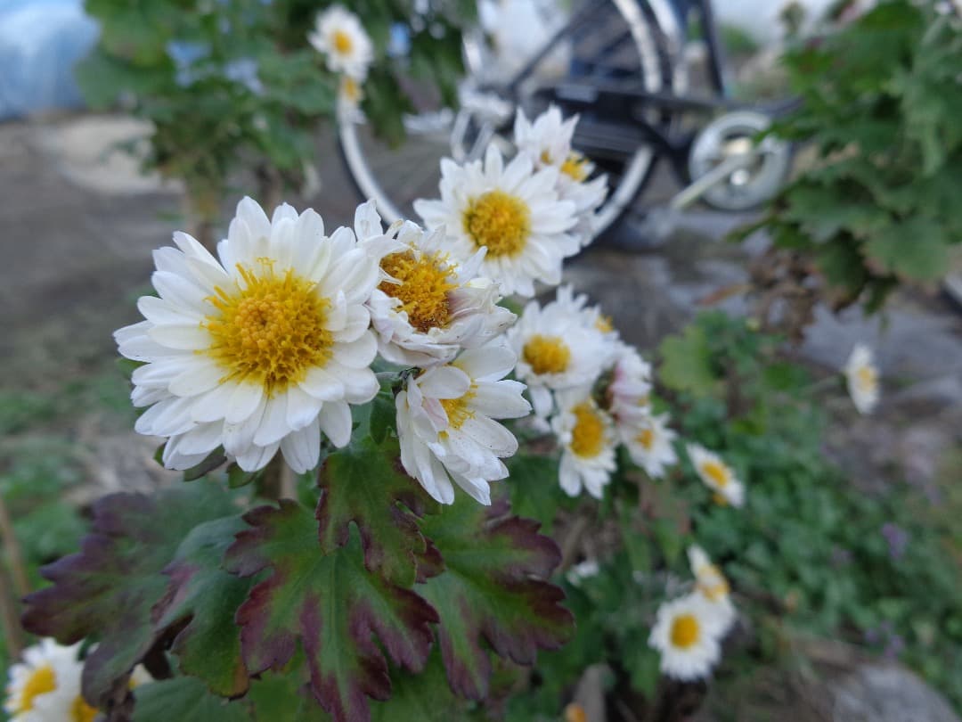 追加有り⭕️【動作確認済み】 SONY Cyber−Shot DSC-W730