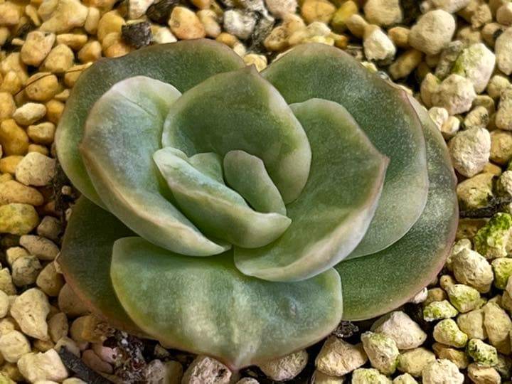 ❤️専用出品❤️ラブリーローズ錦❤️抜き苗②