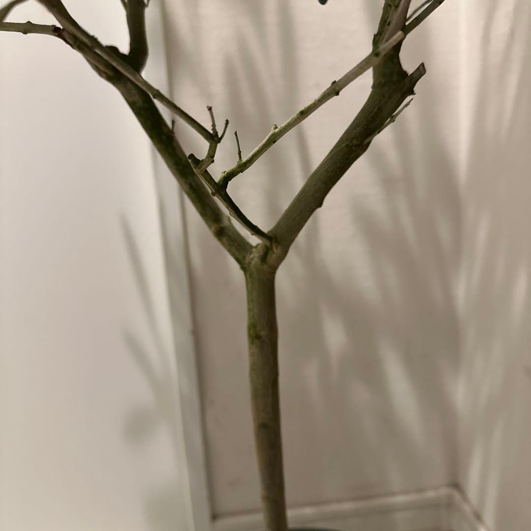 【オリーブ】特大 7号 高さ120cm 鉢ごと発送 送料込み