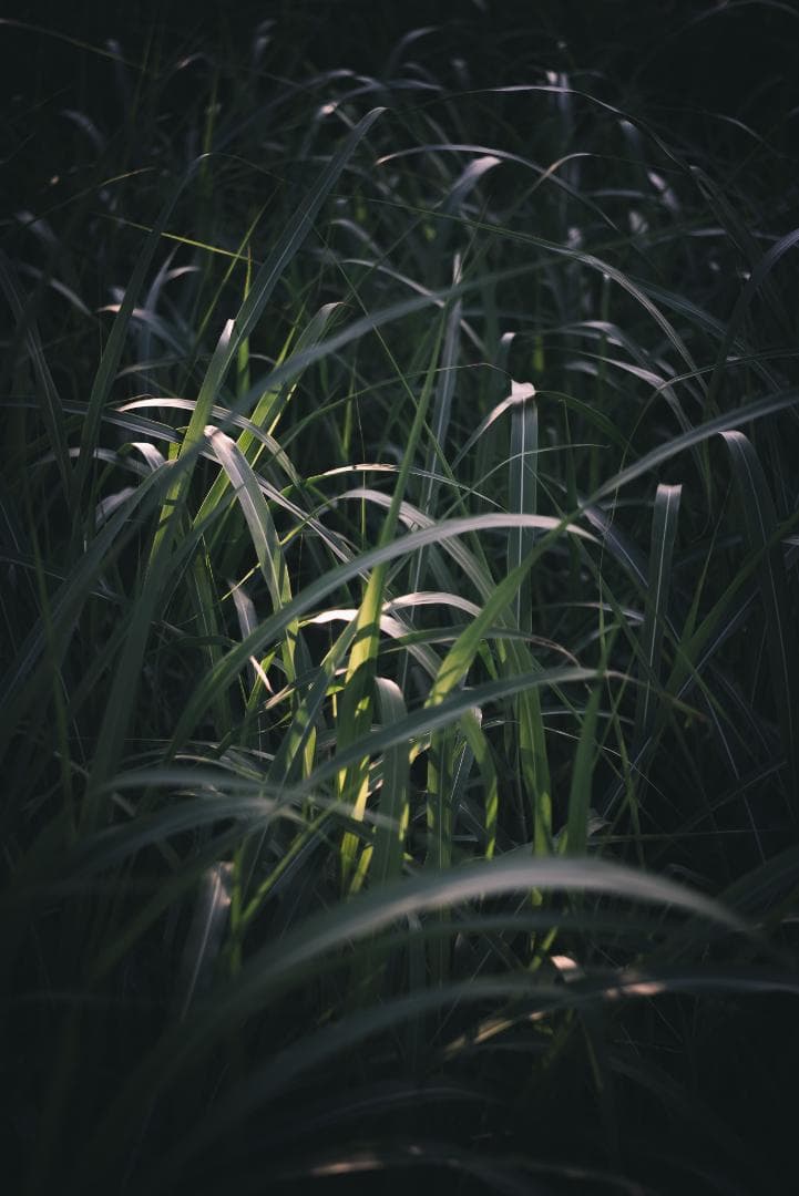 国産！華やかエアリー 小西六 HEXAR 50mm F3.5 オールドレンズ