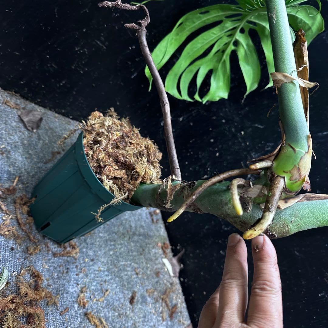 モンステラデリシオーサマクロコズム大型葉希少系統鉢植え高さ70㎝超大株レア特大