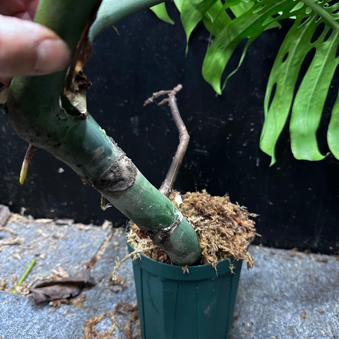 モンステラデリシオーサマクロコズム大型葉希少系統鉢植え高さ70㎝超大株レア特大