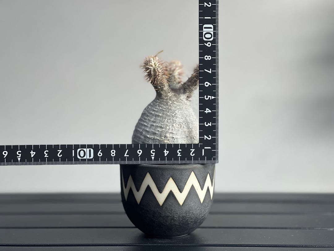 【休眠中】パキポディウム・グラキリス 現地球 VALIEM③