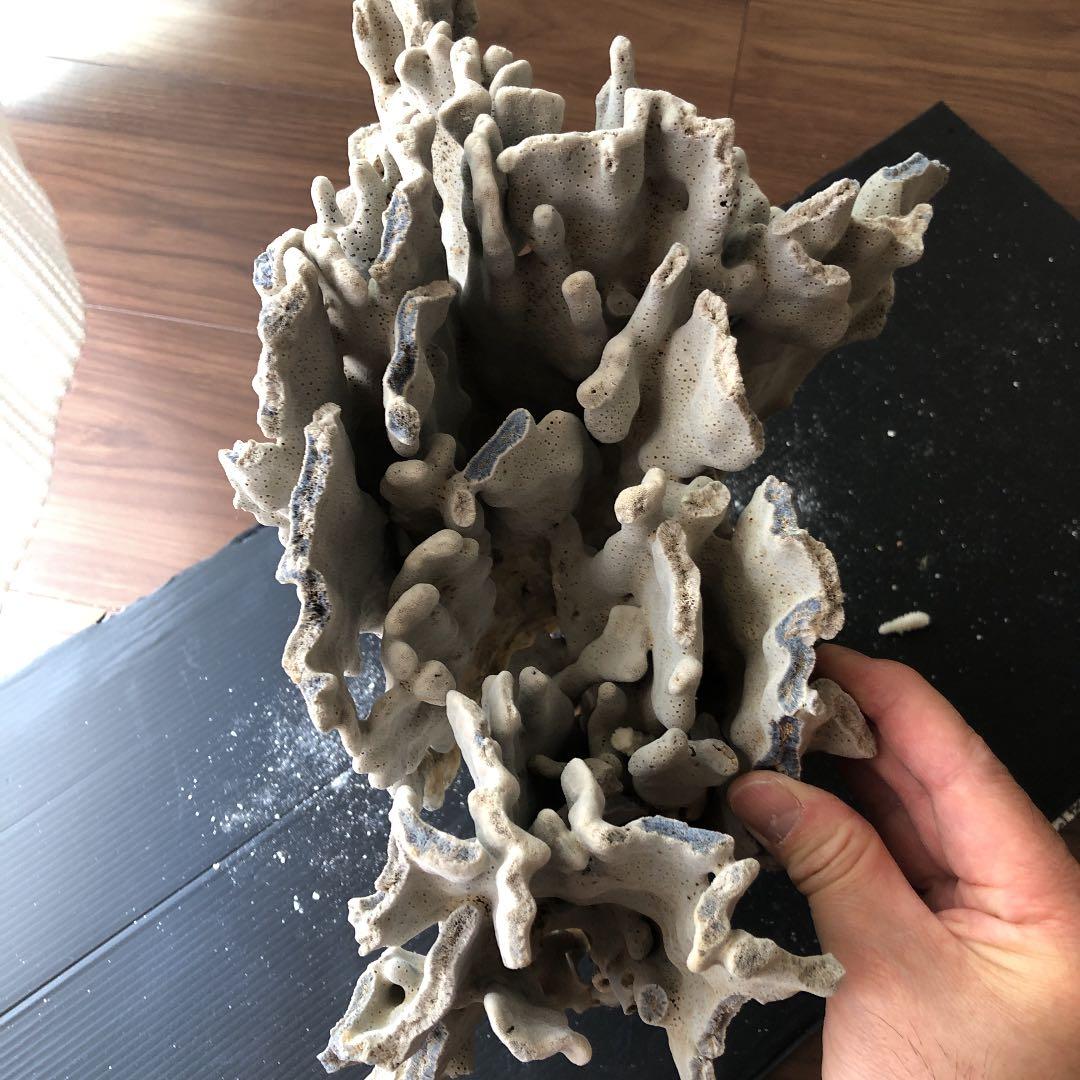 サンゴ　青珊瑚　ブルーコーラル　インテリア　オブジェ