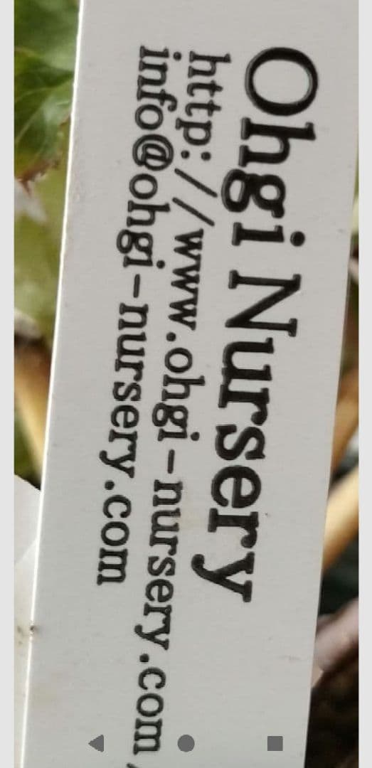 クリスマスローズ　sdポーセリン系　赤　原種交配　大木ナーサリー　バラ　苗　鉢