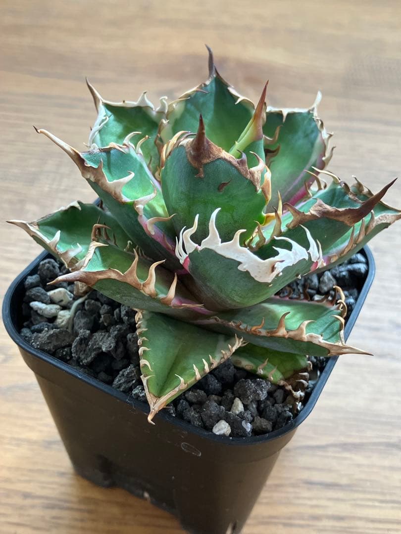 匿名配送【鉢ごと発送】活着　特大　アガべ　チタノタ　赤猫錦　覆輪斑　TC