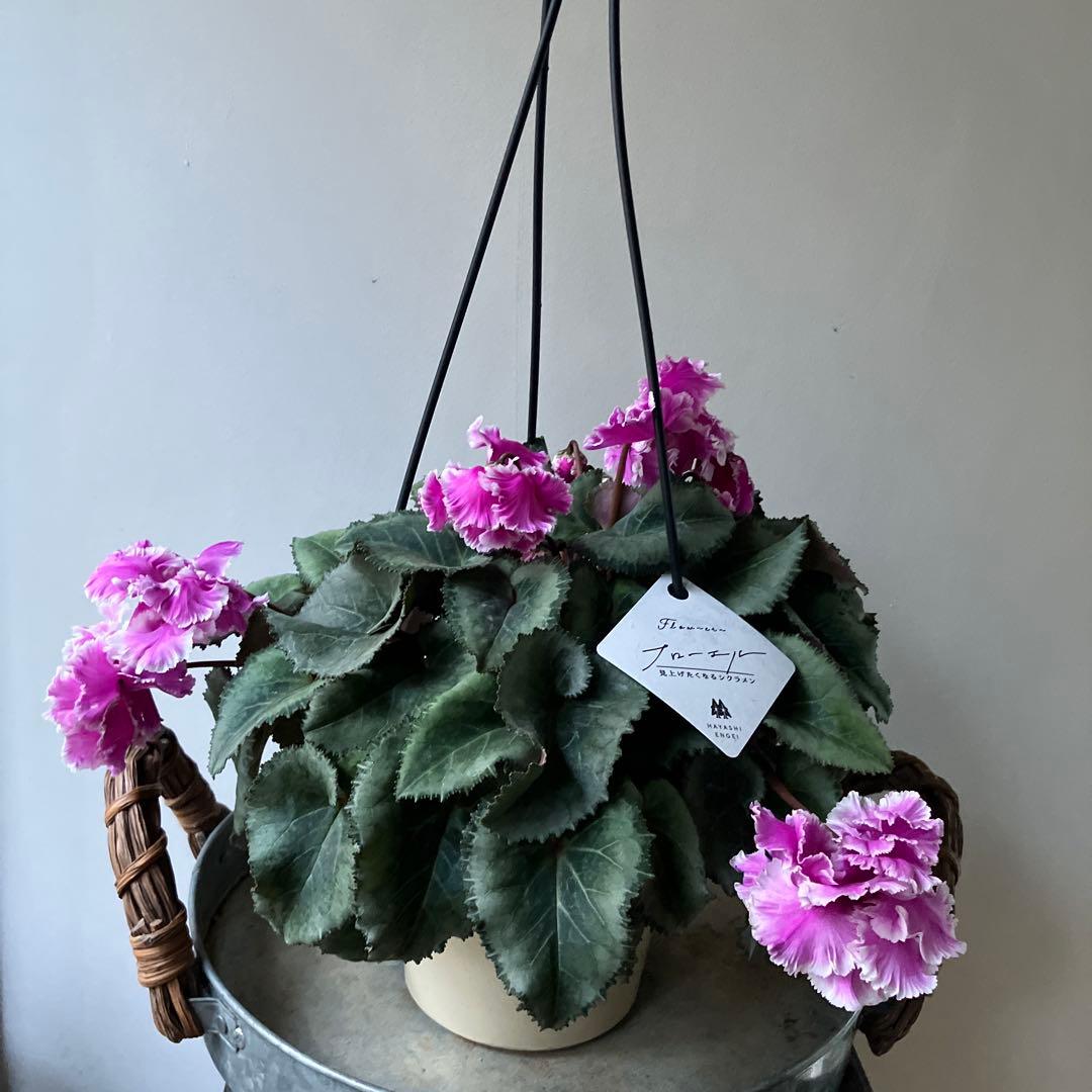 【専用】見上げたくなるシクラメン　フローエル しだれシクラメン　5号鉢①、②