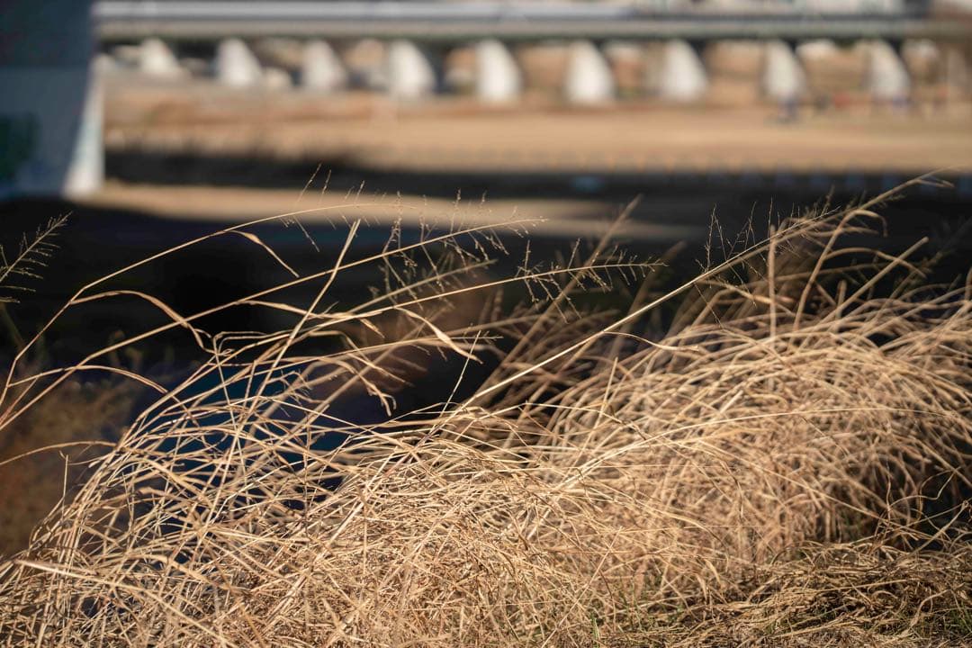 ※ニーナ　SIGMA Art 135mm F1.8 DG HSM EF