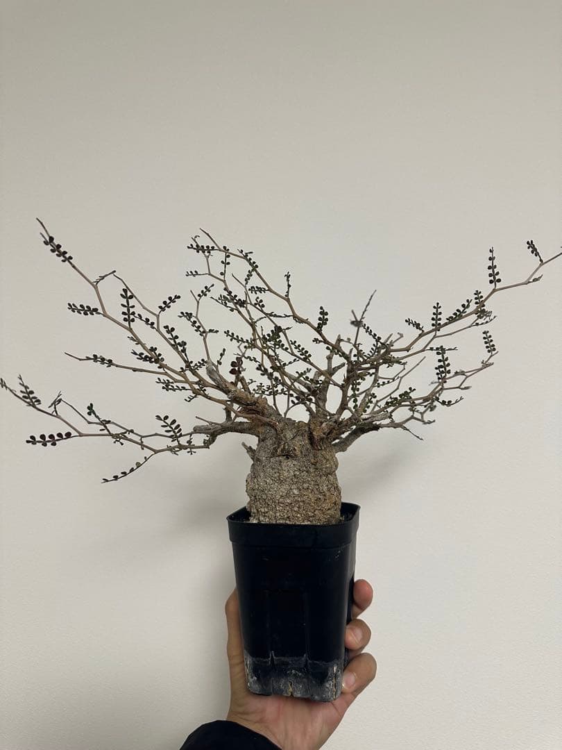 オペルクリカア　パキプス