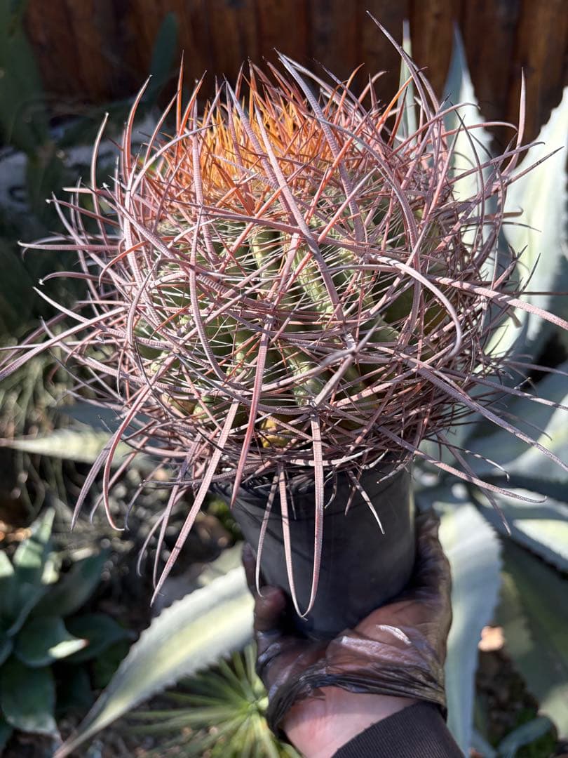 フェロカクタス鯱頭◇多肉サボテン南国ドライガーデン島アガベ　ユッカ　ヤシ　アロエ