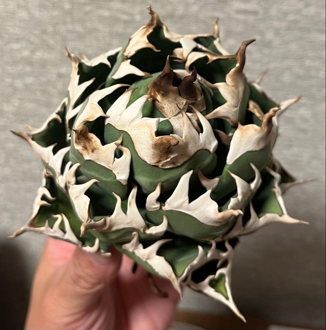 【値下げ】コレクション株　レッドキャットウィーズル　ボールタイプ　極上株