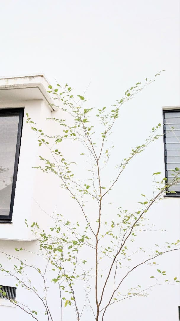 極美。特大山採りアブラチャン。