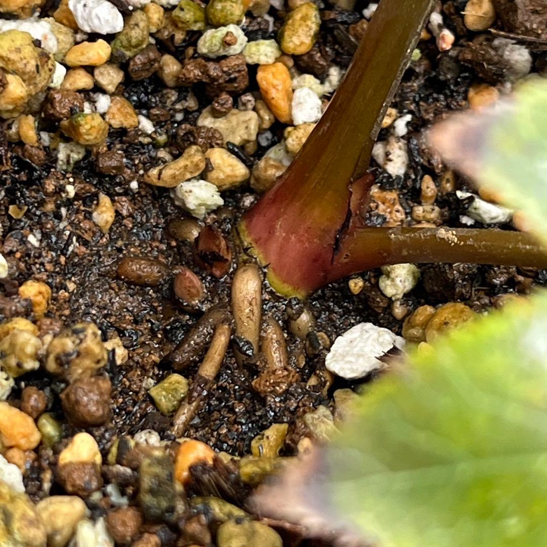 ⭐️スペシャル価格⭐️☘️ラスト2☘️❤️セール❤️369❤️ 超希少❤️ 【ヨシノ】