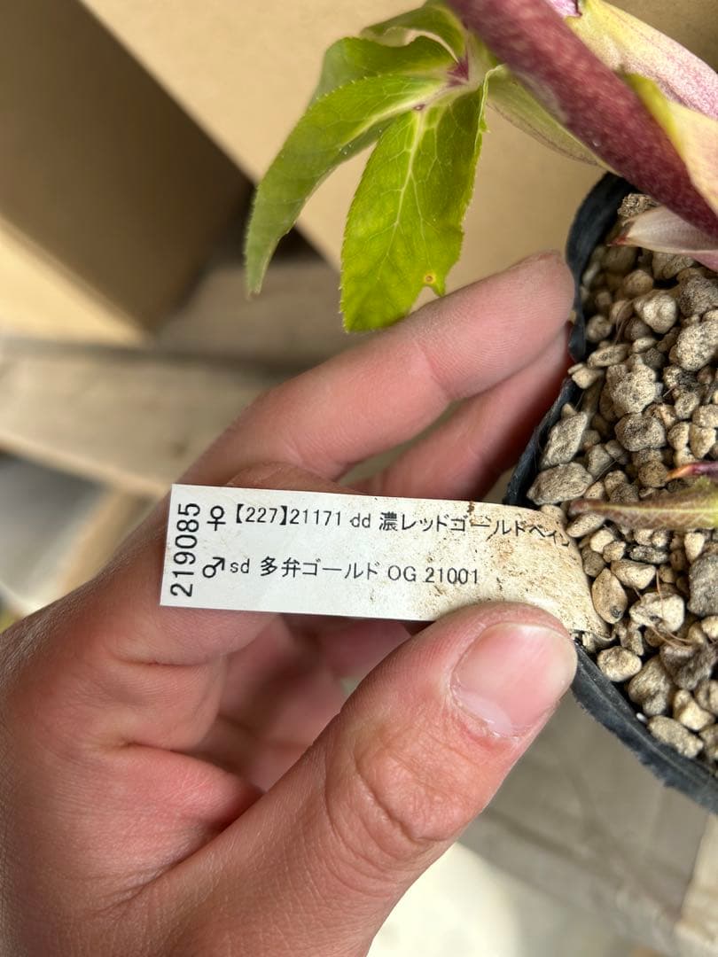 加藤農園 クリスマスローズ 八重咲ピンク系 同梱推奨