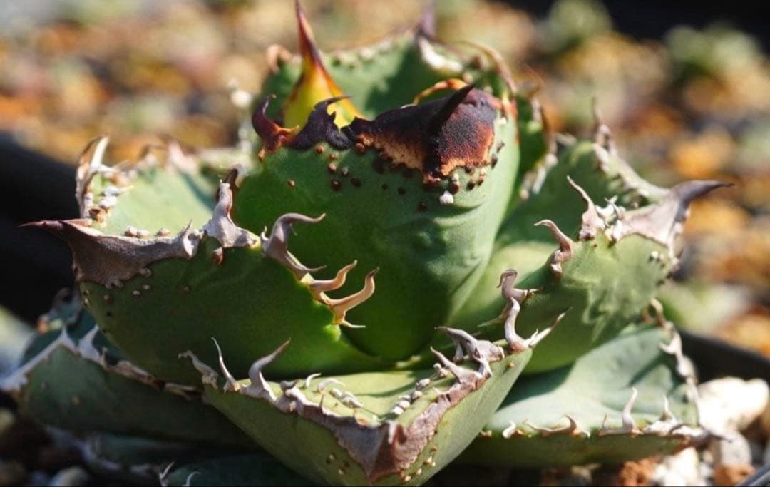 アガベ　チタノタ　冰雹