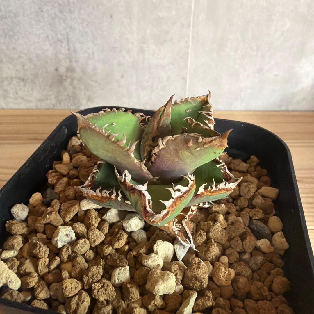 アガベ　チタノタ　冰雹