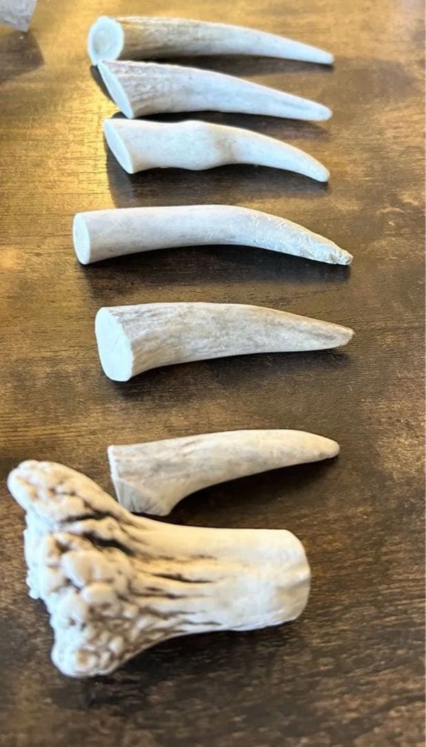 北海道産 蝦夷鹿の角 天然 19個 2,74kg 【3月まで】