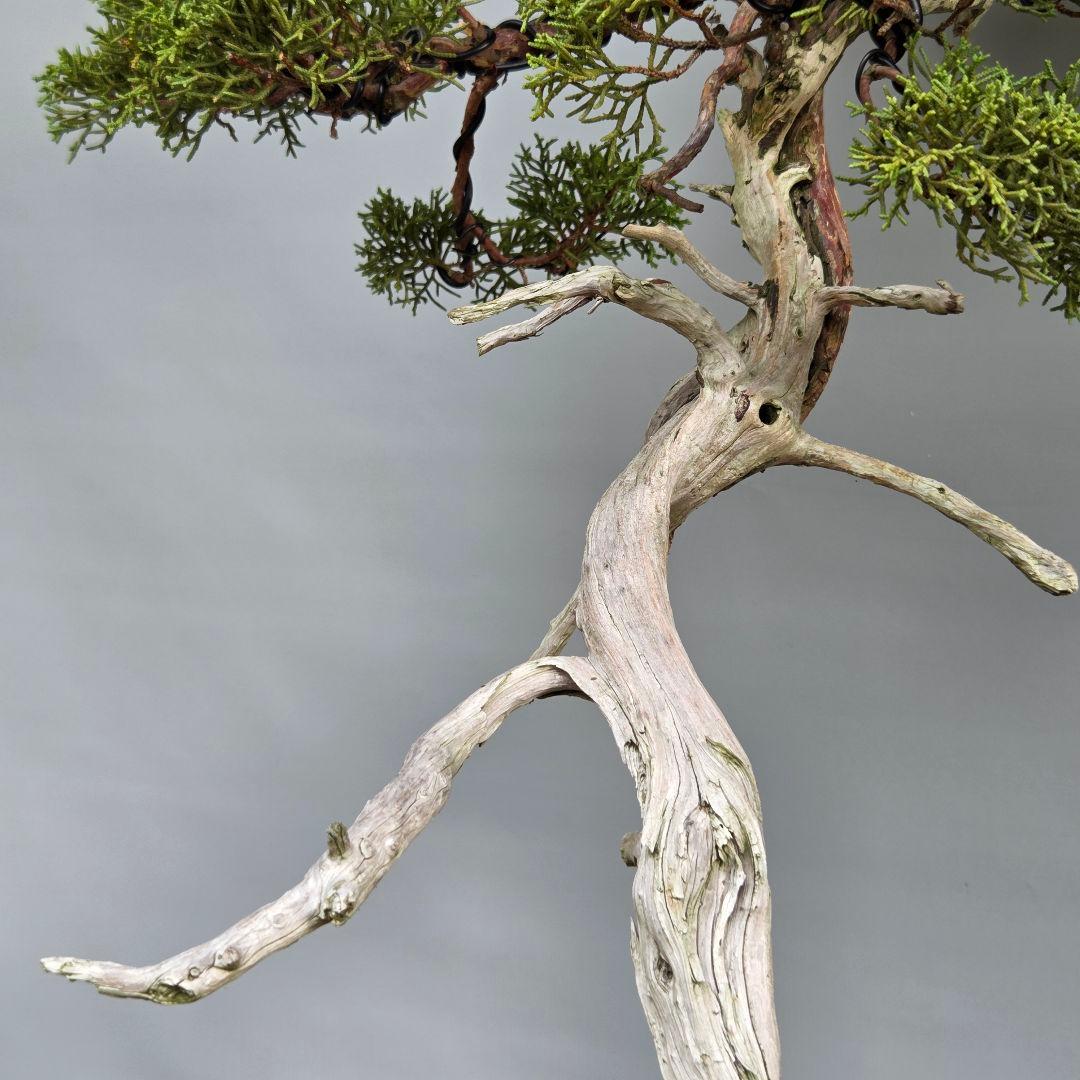 真柏　[山採り文人木]　大品盆栽