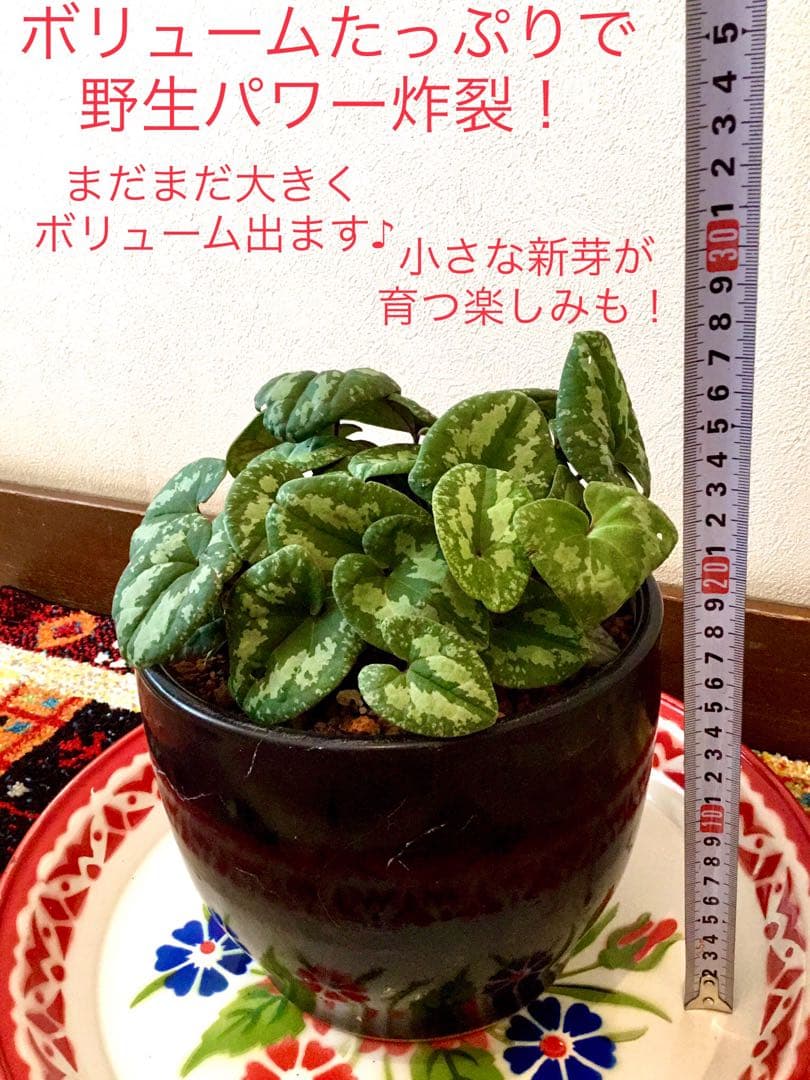 天然＊野生【全て今春の新芽＊お花沢山/カンアオイ＊寒葵】瑞々しく勢い炸裂！