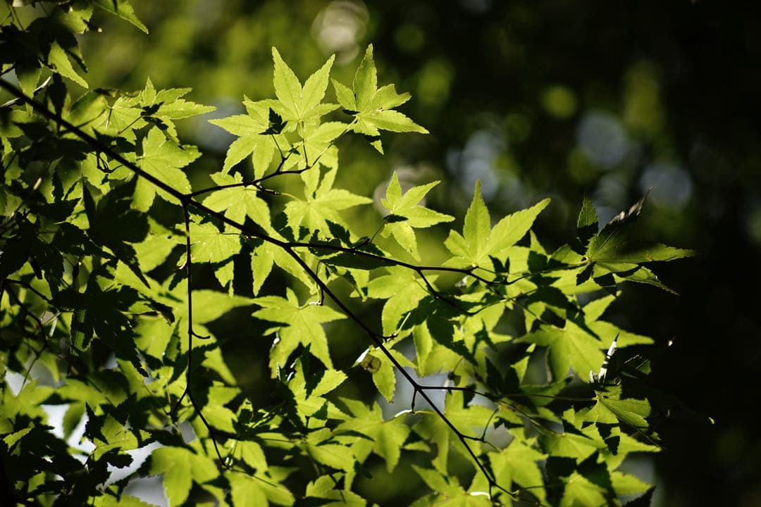作例付き　Konica HEXANON AR 100mm F2.8 管mpr