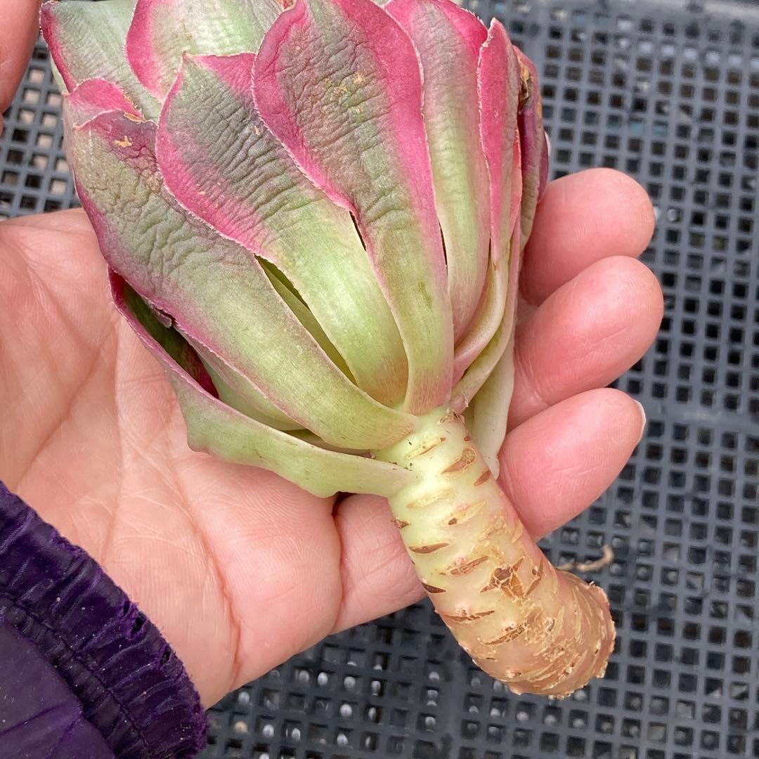 アエオニウム　韓国苗　オクス　多肉植物　ポコ多肉