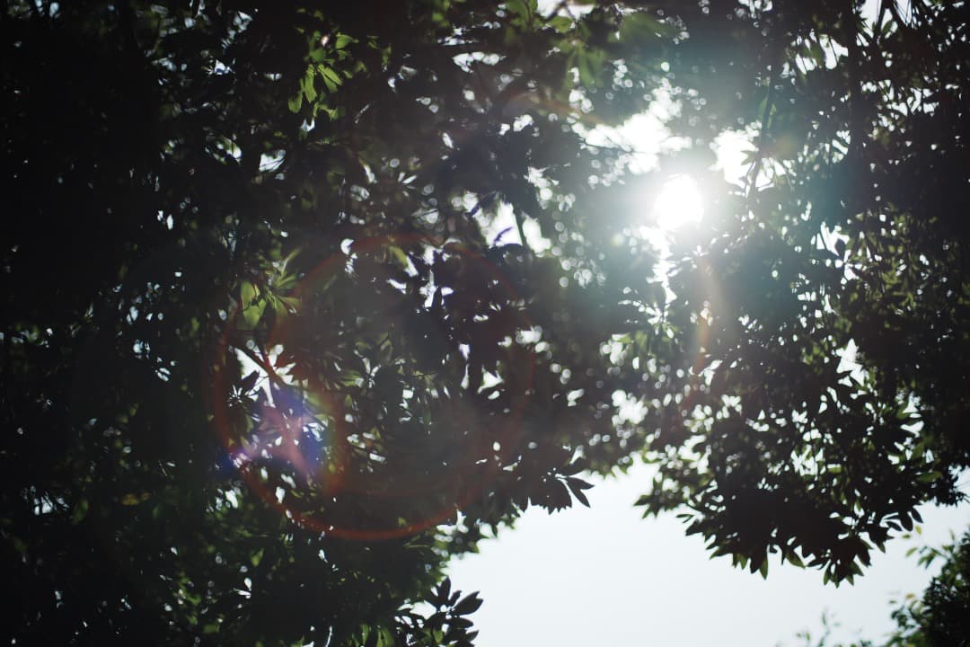 【極美品】Carl Zeiss Planar 50mm F1.4 MMJ 157