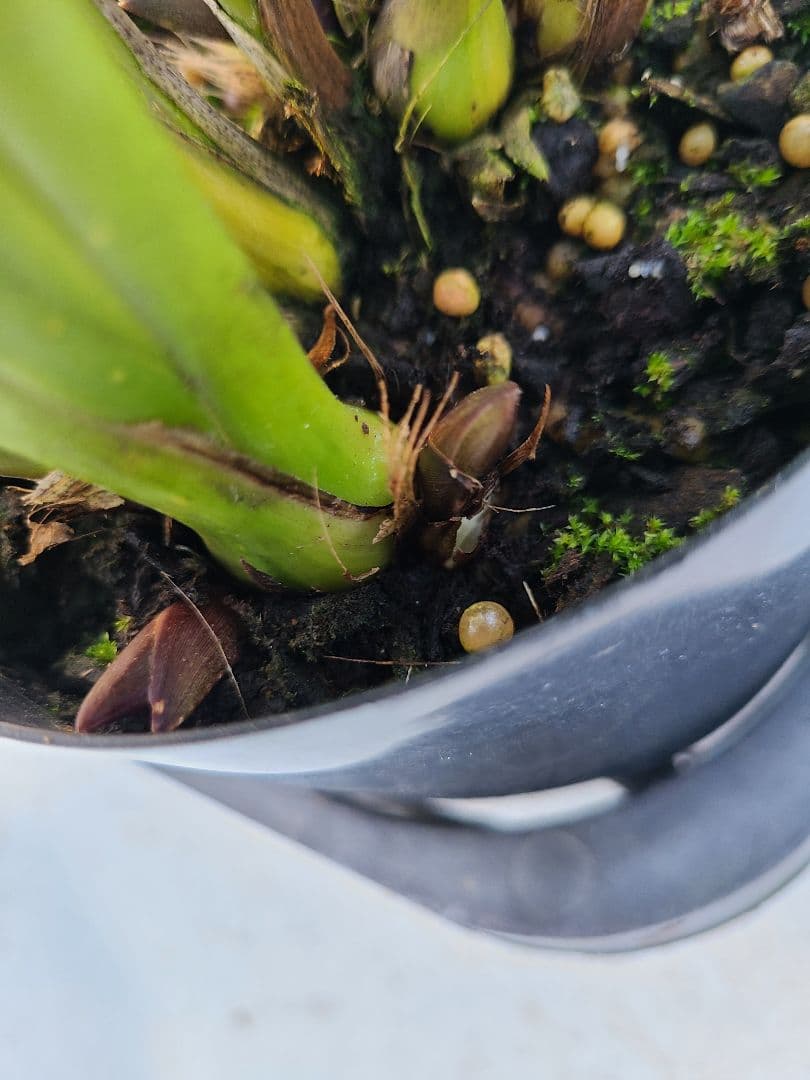 ミスマフェット。花芽合計22個。5鉢セット。蜜蜂誘引蘭。日本蜜蜂