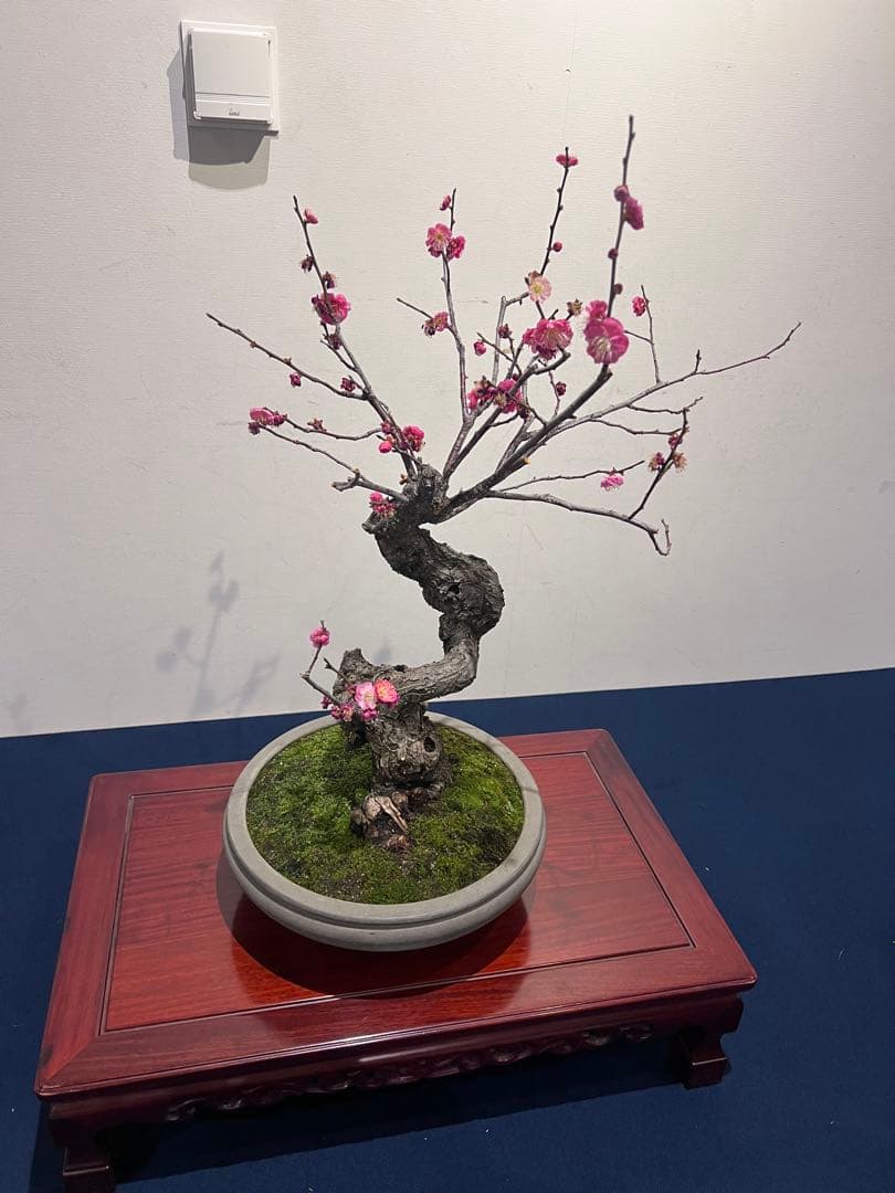 盆栽　紅梅　梅