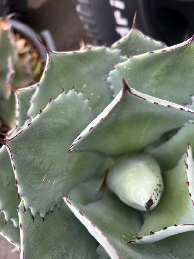 特大パリー　吉祥天　アガベ