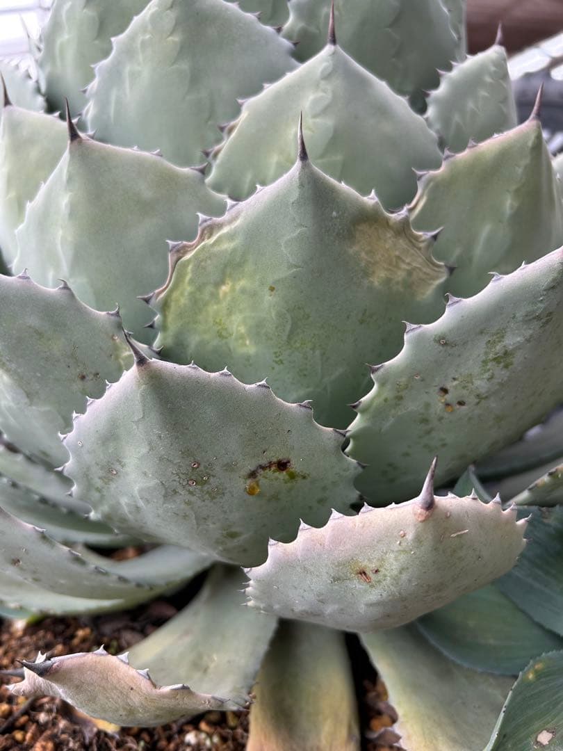 特大パリー　吉祥天　アガベ