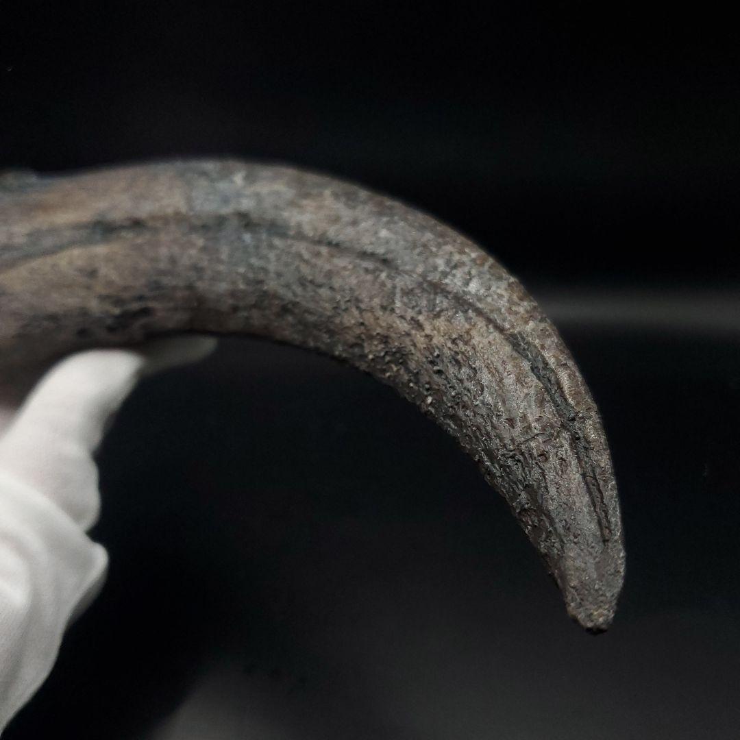 スピノサウルス 爪 レプリカ 184.08mm spr5