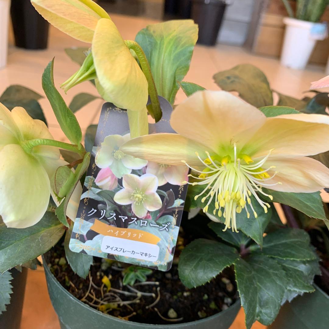 クリスマスローズ 花苗 5種セット