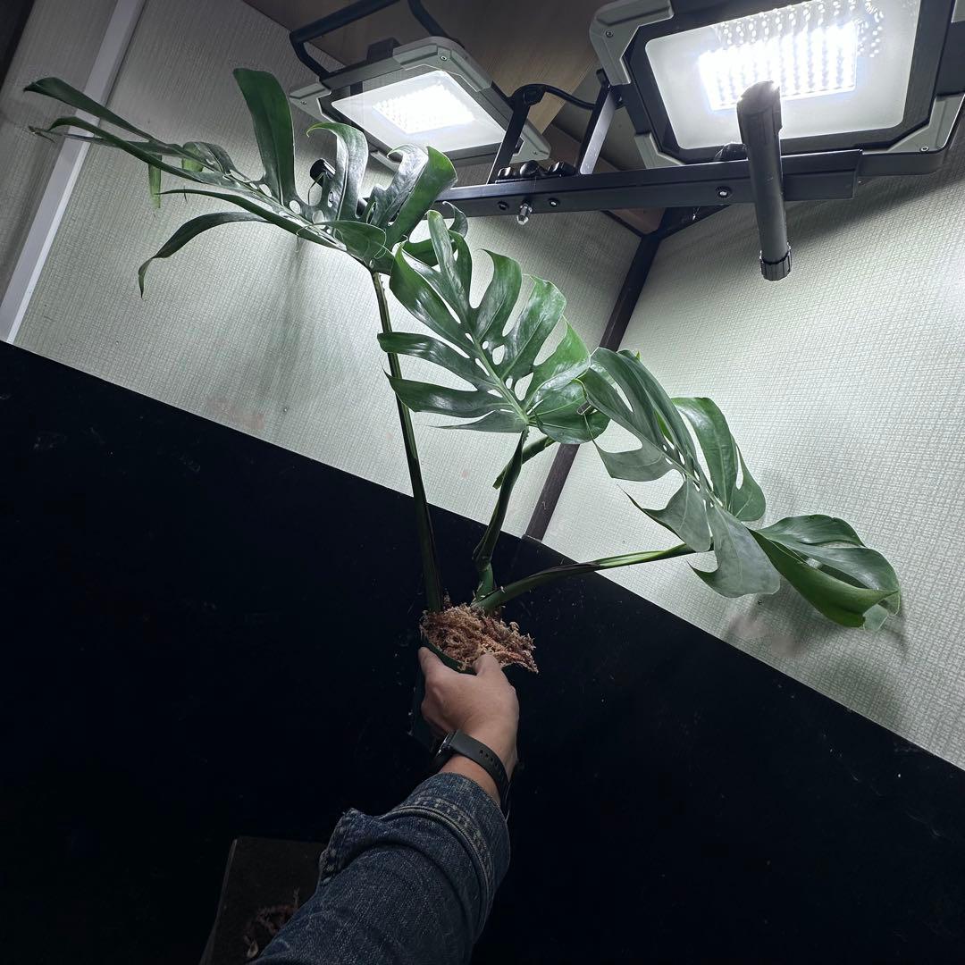 モンステラデリシオーサマクロコズム超希少系統鉢植え67㎝
