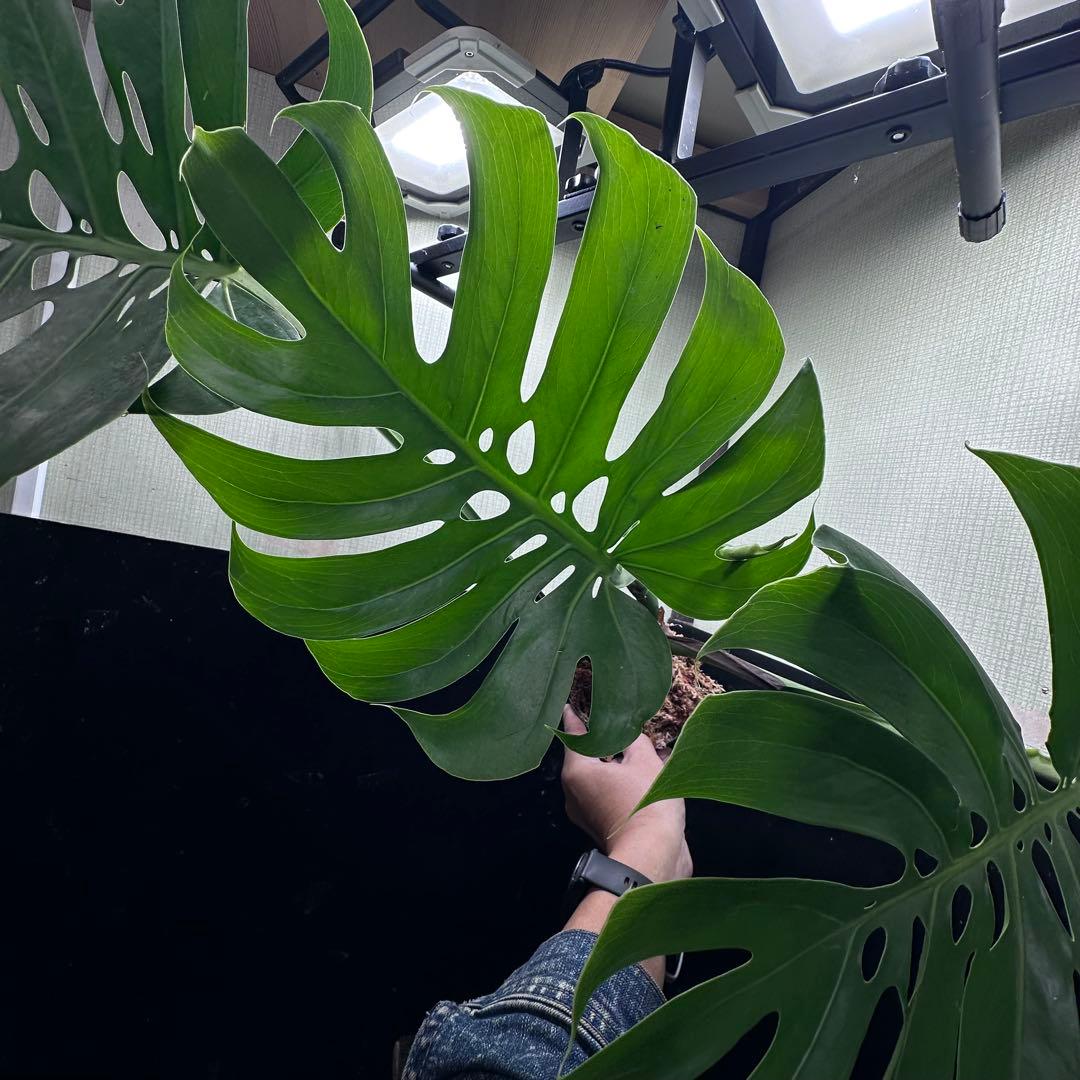 モンステラデリシオーサマクロコズム超希少系統鉢植え67㎝
