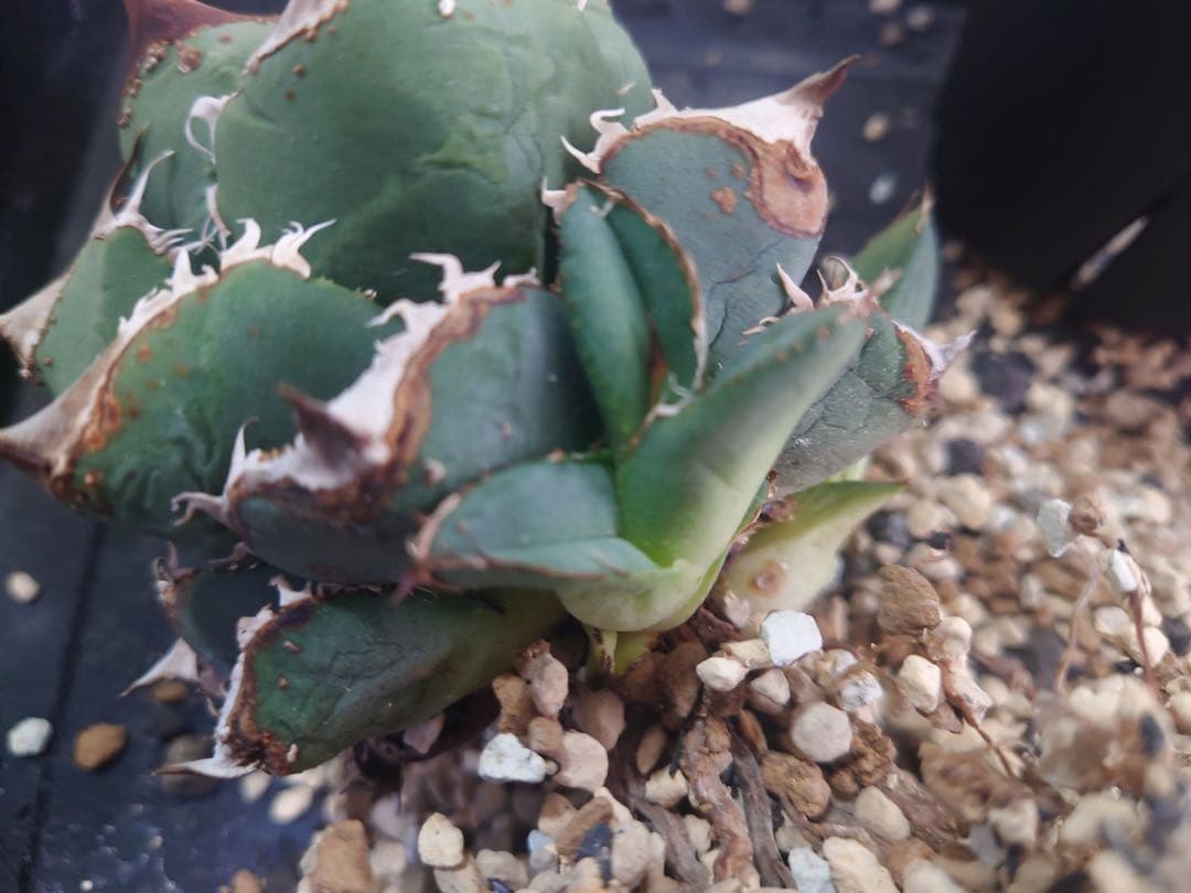 アガベ 麻花龍OC良株