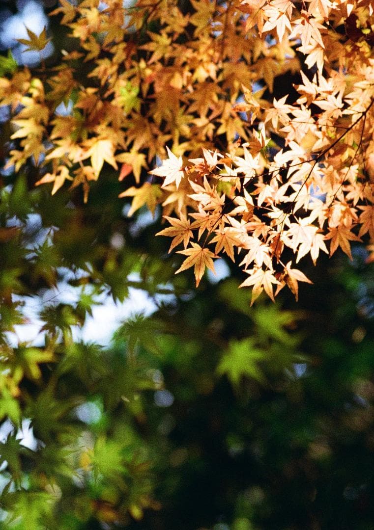 オリンパスペンF 実写済み 38mm f1.8 OLYMPUS PEN F