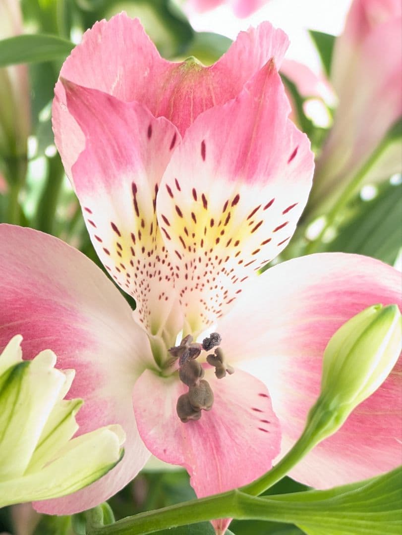 ♡はるかぜ様♡